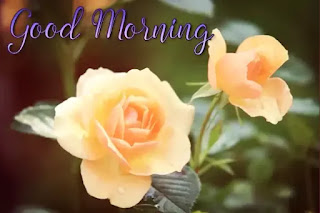 Good morning images HD