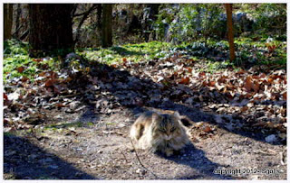 Feral Cat resting in forest