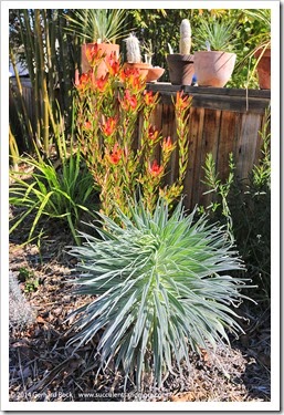 140307_Echium-wildpretii_002