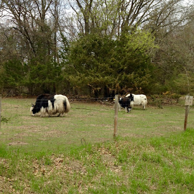 in May, the yaks come back