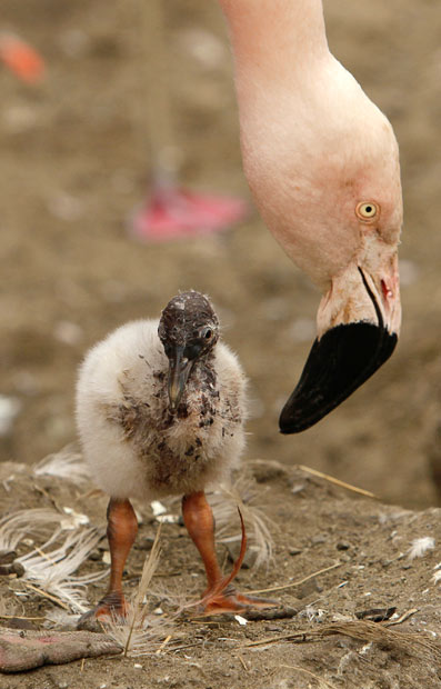 A six-day old Chilean flamingo chick is nurtured by an adult at San Francisco Zoo