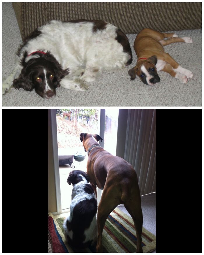 50 Heart-Warming Photos of Animals Growing Up Together - Zena The English Springer Spaniel As King The Boxer's Adoptive Aunt.