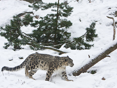 Snow Leopard Image