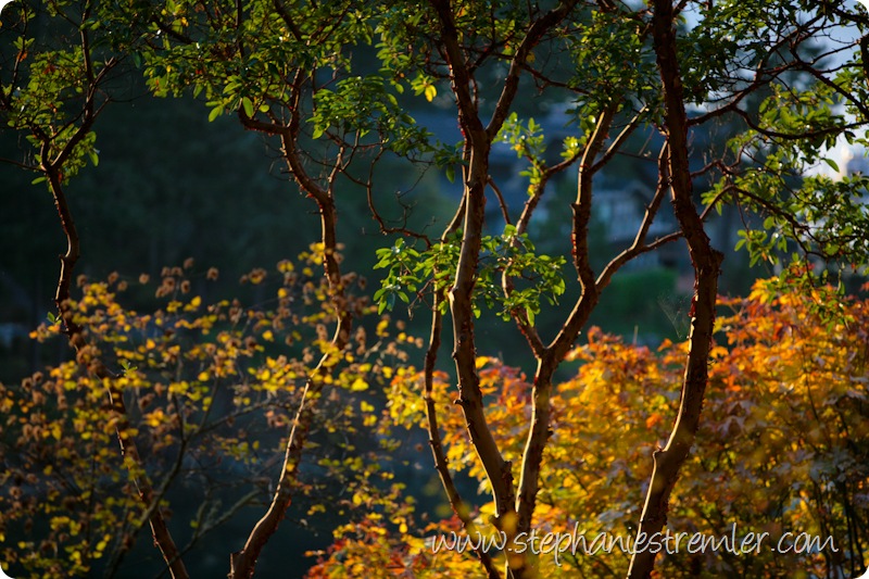 SanJuanIslandPhotographerWildlifeLandscape-113