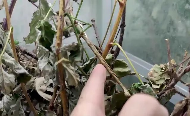 stick insect scientific name