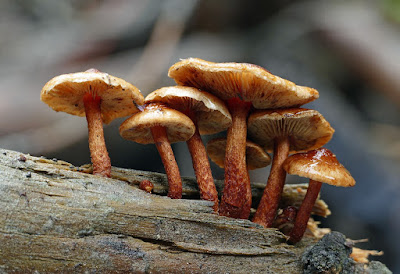 Shiitake Mushroom Logs