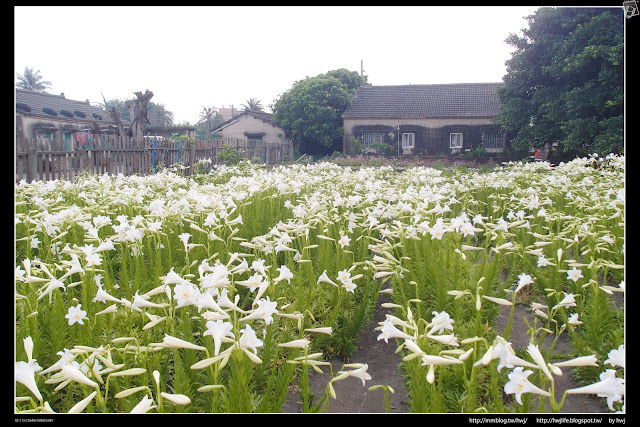 2019-05-14 雲林四湖中湖-百合花田