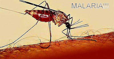 http://hidupsehat-baru.blogspot.com/2016/05/penyakit-malaria-dan-obat-malaria.html