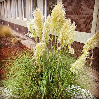 Herbe de la pampa Cortaderia selloana