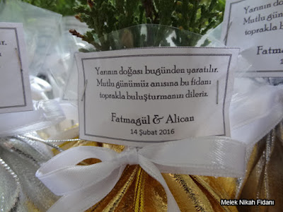 Eskişehir nikah çamı fidanı Fatmagül Alican 2