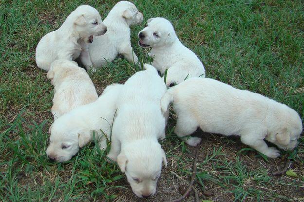 Labrador Retrievers Puppies