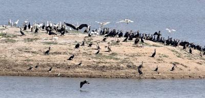A mixed bag of birds Banas  Dam