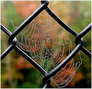 rain drops on spider web on window