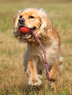 dog playing