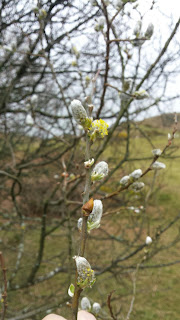 signs of spring - goat willow