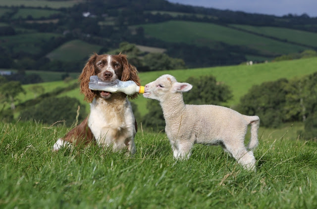 A sheepdog bottle-feeding baby lamb, Jess bottle feeding Shaun