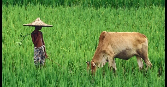 Hubungan antara Hewan  tumbuhan dan  Manusia  PUSAT 