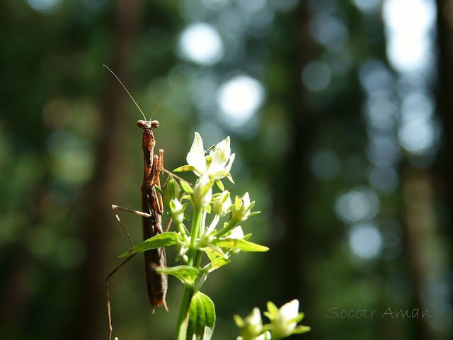 Statilia maculata