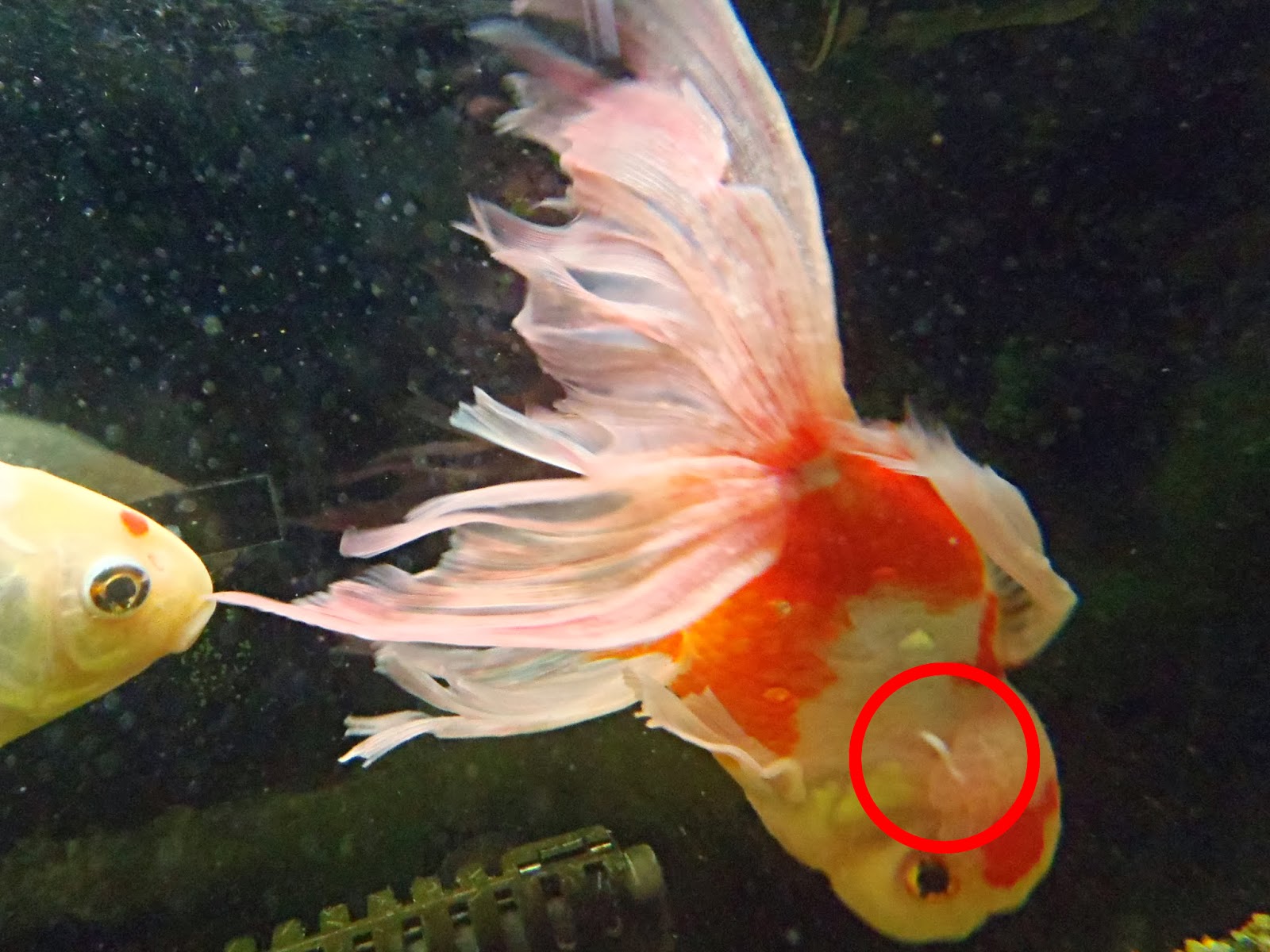 金魚の飼育 水カビ病