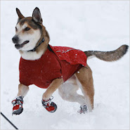 A dog in a red jacket and boots runs in the snow. Shiba Inu dog. She has black fur and a white face. A dog runs across a snowy field. She looks forward and seems happy.