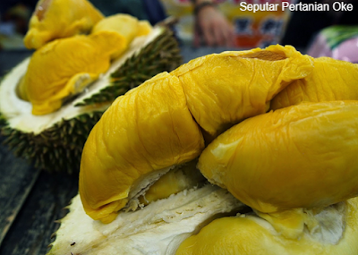 Mengenal Jenis Buah Durian Musang King