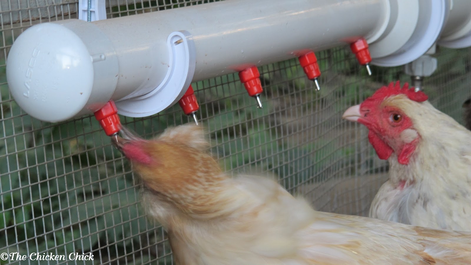 ... Chicken Fountain &amp; The Advantages of Poultry Nipple Watering Systems