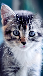 Cute Kitten iPhone 5 Wallpapers