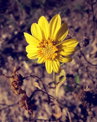 Flor amarilla al sol