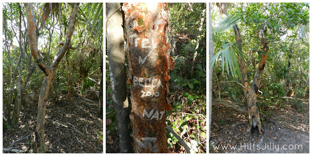 Poison trees on Coco Cay / Hi! It's Jilly