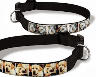 best collar for your puppy dog training