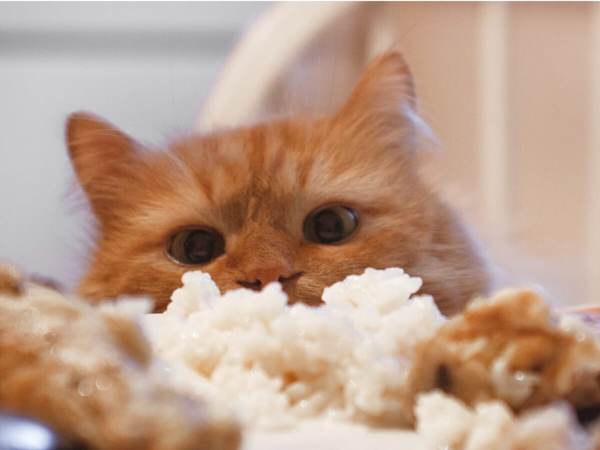 হেপাটাইটিসে আক্রান্ত বিড়ালদের জন্য খাবার - All Food for cats with hepatitis