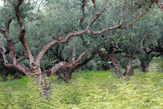 Olives, island of Zakynthos, Greece. Оливы, остров Закинф, Греция