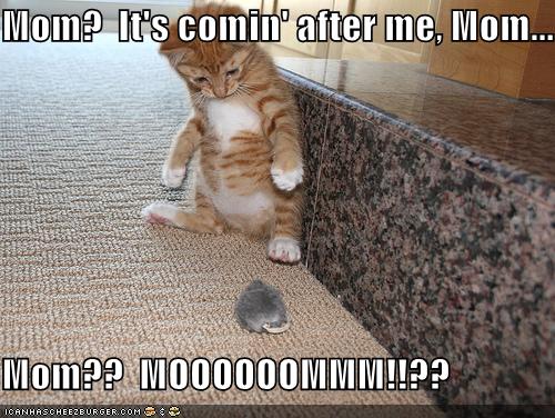 funny images of kittens. funny keeping kittens cats