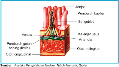 Organ yakni kumpulan beberapa jaringan untuk melaksanakan Pintar Pelajaran Organ Tubuh Manusia dan Hewan Vertebrata