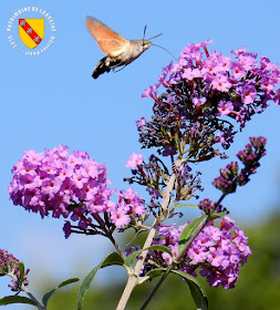 Moro sphinx (Macroglossum stellatarum)