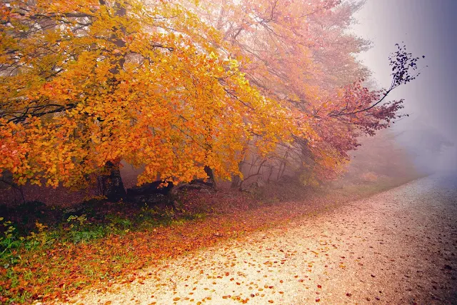 Bomen en oranje herfstbladeren aan de kant van de weg