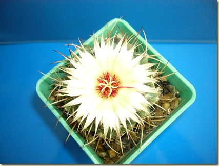 P1010083