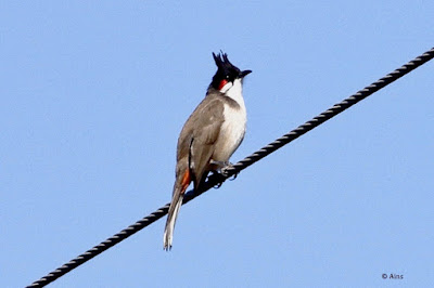 Red-whiskered Bulbul