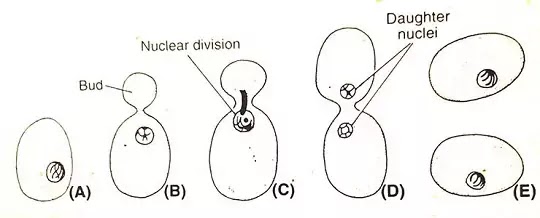 Reproduction in Yeast : Vegetative & Sexual Reproduction