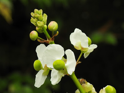 萊茜慈姑的雌花