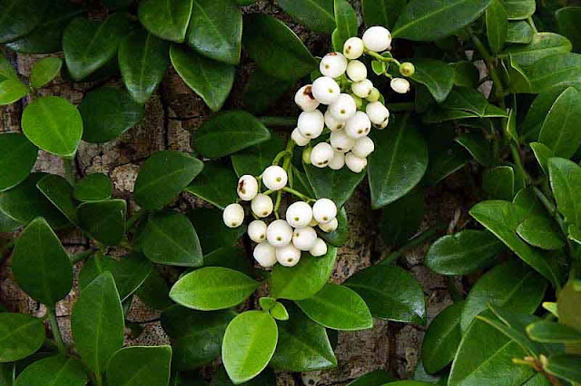 white berries on green plant