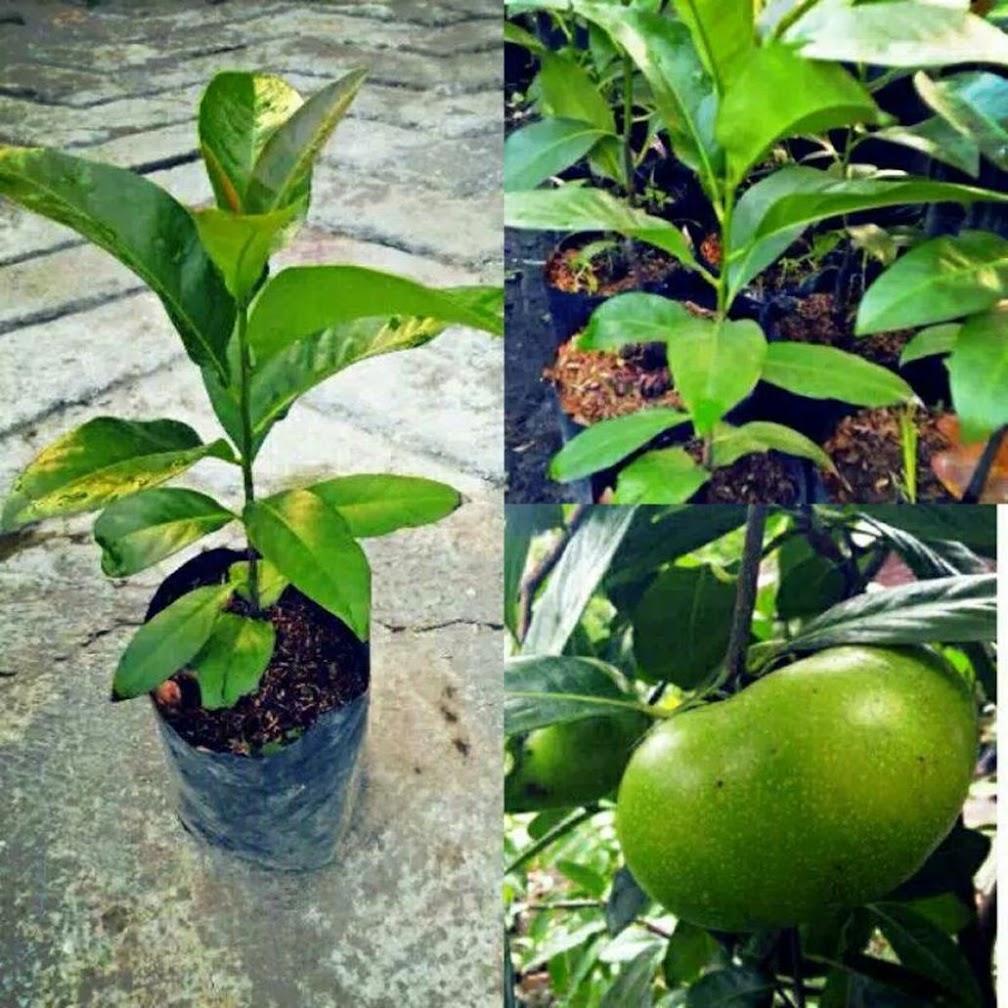 Tanaman Black Sapote Banten