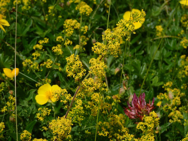 Galium verum