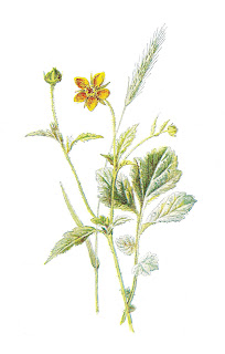 flower image antique wildflower illustration digital download