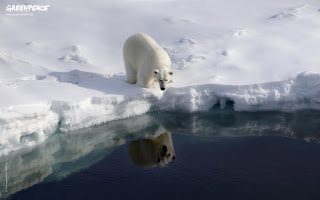 Ice Bear Wallpaper