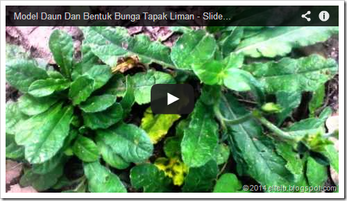 Gmbar Daun Tapak Liman