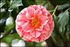 Buçaco - jardim do palácio - camelia rosa e branca 1