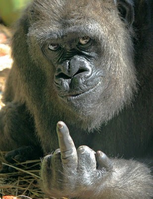 funny pictures of animals with quotes. Funny Pictures - Quotes