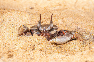 Crab digging sand