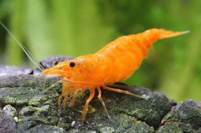 Udang Hias Aquascape – Mandarin Shrimp